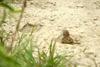 Sand-bathing Tree Sparrow