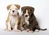 Dogs with two noses