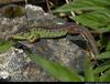 Lacerta Agilis - sandlizard