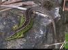 Lacerta Agilis - sandlizard