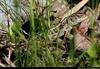 Lacerta Agilis - sandlizard