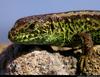 Lacerta Agilis - sandlizard