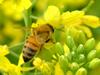 Apis mellifera (Western Honeybee)