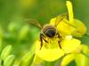 Apis mellifera (Western Honeybee)