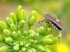 Dolycoris baccarum (Sloe Bug)