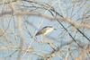 Black-crowned Night Heron (Nycticorax nycticorax),