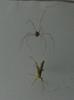 spider engulfing insect  , Copyrights 2006 Maulik Suthar