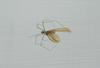 spider engulfing insect 2  , Copyrights 2006 Maulik Suthar