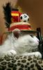 World Cup Cat