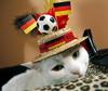 World Cup Cat