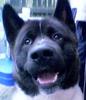 japanese akita: Cain: aged 1yr 3wks