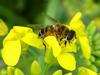 Hoverfly on yellow flower