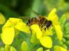 Hoverfly on yellow flower