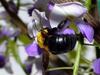 Xylocopa appendiculata circumvolans (Black Xylocopid)