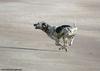 Running dog