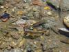 Zacco platypus (Pale Chubs' Spawning Ground)
