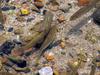 Zacco platypus (Pale Chubs' Spawning Ground)