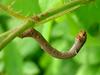 Caterpillar of a moth