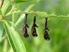 Pupae of Leaf Bugs