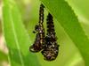 Pupae of Leaf Bugs