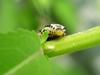 Larva of Leaf Bug