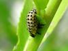 Larva of Leaf Bug