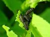 Larvae of Leaf Bugs