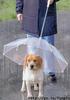 umbrella for puppy