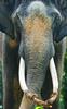Bull elephant