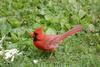 Front Yard Critters