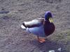 Mallard from Wick