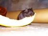 Gerbil with melon