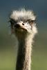 Ostrich