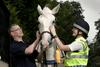 Albino Horse