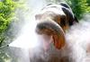 Elephant Shower