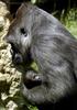 Baby Gorilla