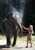 Elephant Shower