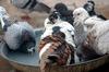 Pigeons bathing