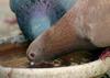 Pigeons drinking