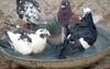 Pigeons bathing