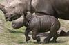 Baby Rhino