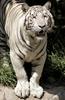 White Tiger