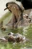 Hippo