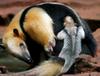 Baby Tamandua