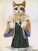 Kimono Cat