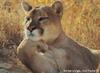 Cougar Thinking