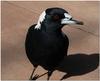 Australian Magpie