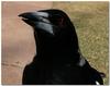 Australian Magpie