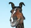 Funny Horse Face