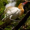 A cattle egret